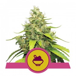 BLUE GELATO · Royal Queen...
