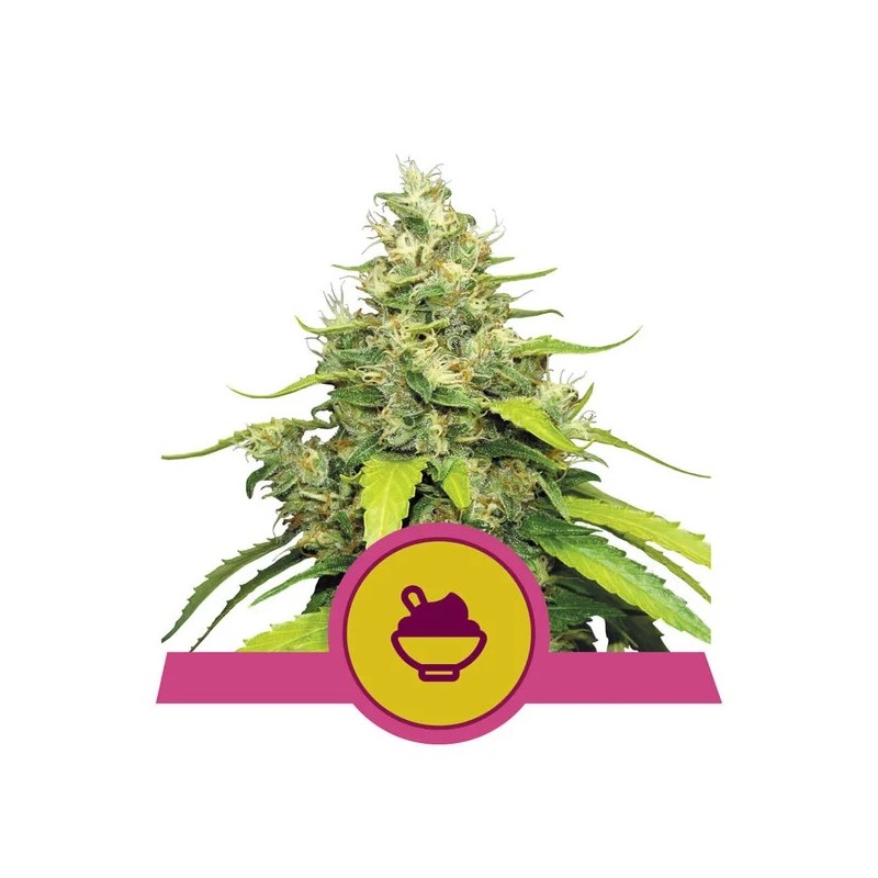BLUE GELATO · Royal Queen Seeds · graines de cannabis · Fem