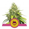 BLUE GELATO · Royal Queen Seeds · sementes de maconha · Fem