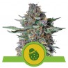 DO-SI-DOS AUTO · Royal Queen Seeds · kaufen cannabis samen · AutoFem