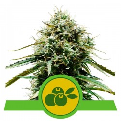 HAZE BERRY AUTOMATIC ·...