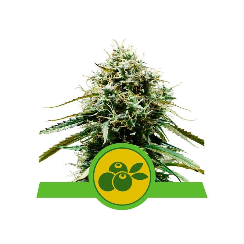 HAZE BERRY AUTOMATIC · Royal Queen Seeds · semi di canapa indiana · AutoFem