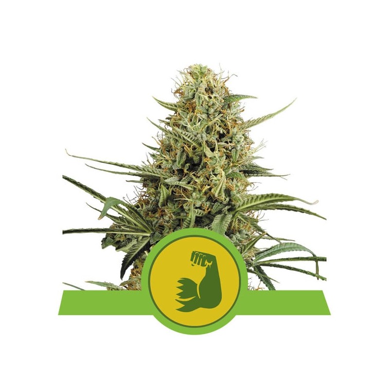 HULKBERRY AUTO · Royal Queen Seeds · cannabis seeds · AutoFem