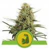 HULKBERRY AUTO · Royal Queen Seeds · kaufen cannabis samen · AutoFem