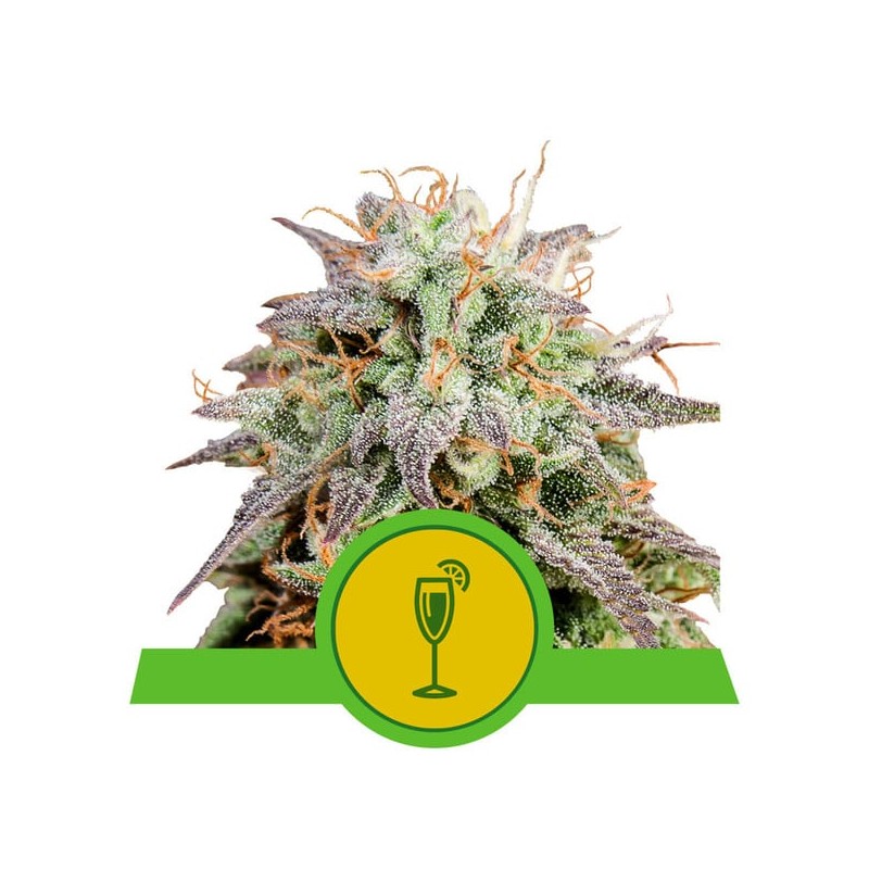 MIMOSA AUTO · Royal Queen Seeds · cannabis seeds · AutoFem