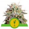 MIMOSA AUTO · Royal Queen Seeds · semi di canapa indiana · AutoFem