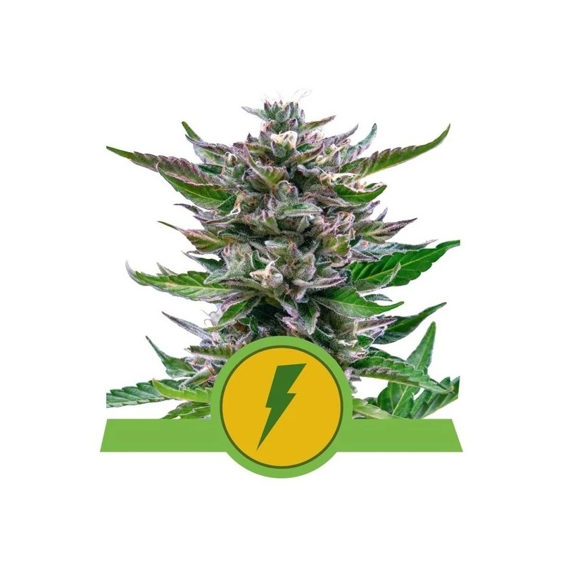 NORTH THUNDERFUCK AUTO · Royal Queen Seeds · semi di canapa indiana · AutoFem