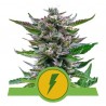 NORTH THUNDERFUCK AUTO · Royal Queen Seeds · sementes de maconha · AutoFem