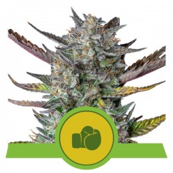 PURPLE PUNCH AUTO · Royal...