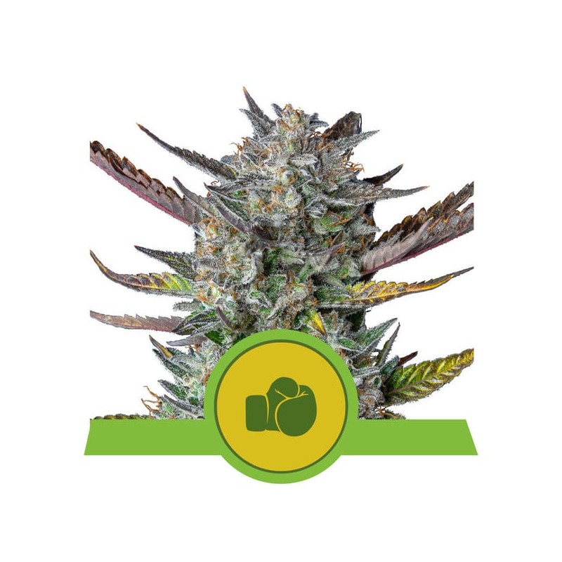 PURPLE PUNCH AUTO · Royal Queen Seeds · sementes de maconha · AutoFem