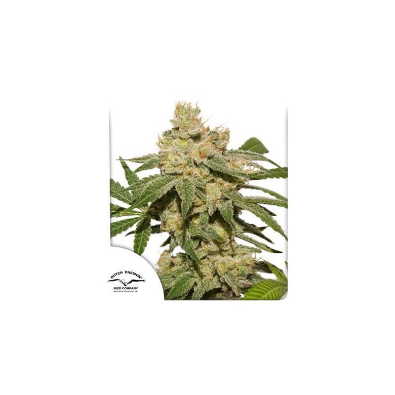 AUTO OH MY GUSHER · Dutch Passion · kenevir tohum · Disi · Auto Fem