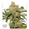 AUTO OH MY GUSHER · Dutch Passion · kaufen cannabis samen · Auto Fem