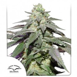 AUTO SKYWALKER HAZE · Dutch...