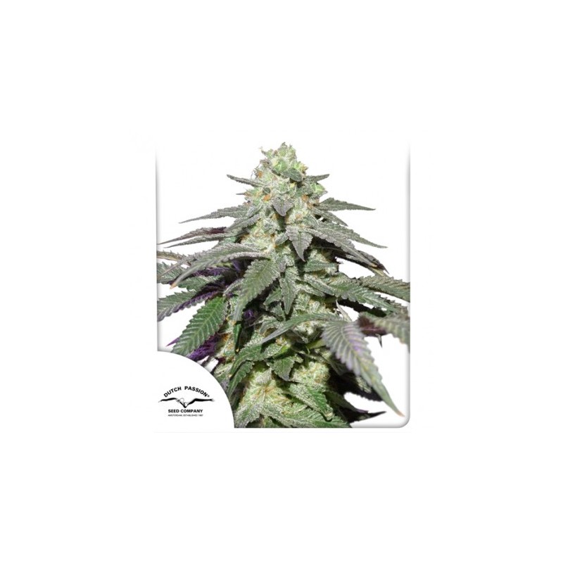 AUTO SKYWALKER HAZE · Dutch Passion · sementes de maconha · Auto Fem