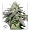 AUTO SKYWALKER HAZE · Dutch Passion · graines de cannabis · Auto Fem