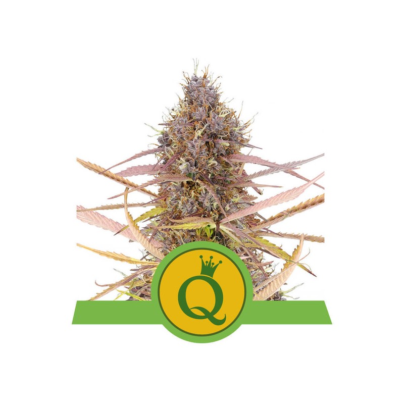 PURPLE QUEEN AUTO · Royal Queen Seeds · graines de cannabis · AutoFem