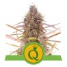 PURPLE QUEEN AUTO · Royal Queen Seeds · kaufen cannabis samen· AutoFem