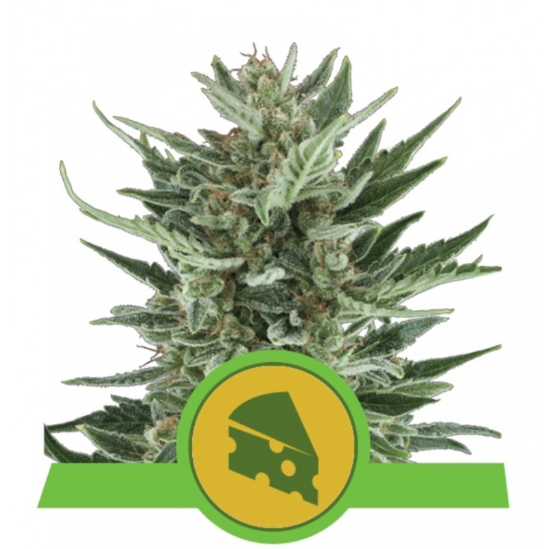 ROYAL CHEESE AUTO · Royal Queen Seeds · semillas de marihuana · AutoFem