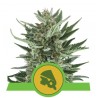ROYAL CHEESE AUTO · Royal Queen Seeds · sementes de maconha · AutoFem