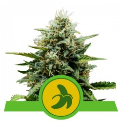 ROYAL RUNTZ AUTO · Royal Queen Seeds · sementes de maconha · AutoFem