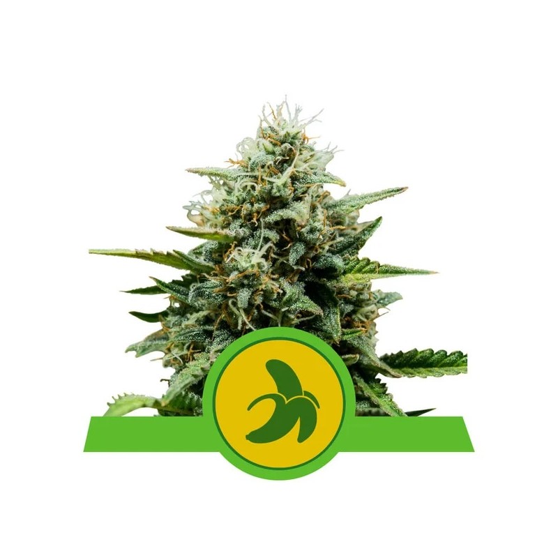 ROYAL RUNTZ AUTO · Royal Queen Seeds · cannabis seeds · AutoFem