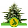 ROYAL RUNTZ AUTO · Royal Queen Seeds · cannabis seeds · AutoFem