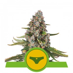 SHERBET QUEEN AUTO · Royal...
