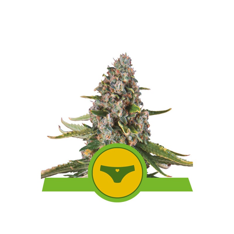 SHERBET QUEEN AUTO · Royal Queen Seeds · graines de cannabis · AutoFem