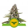 SHERBET QUEEN AUTO · Royal Queen Seeds · sementes de maconha · AutoFem