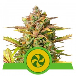 SWEET ZZ AUTO · Royal Queen Seeds · sementes de maconha · AutoFem