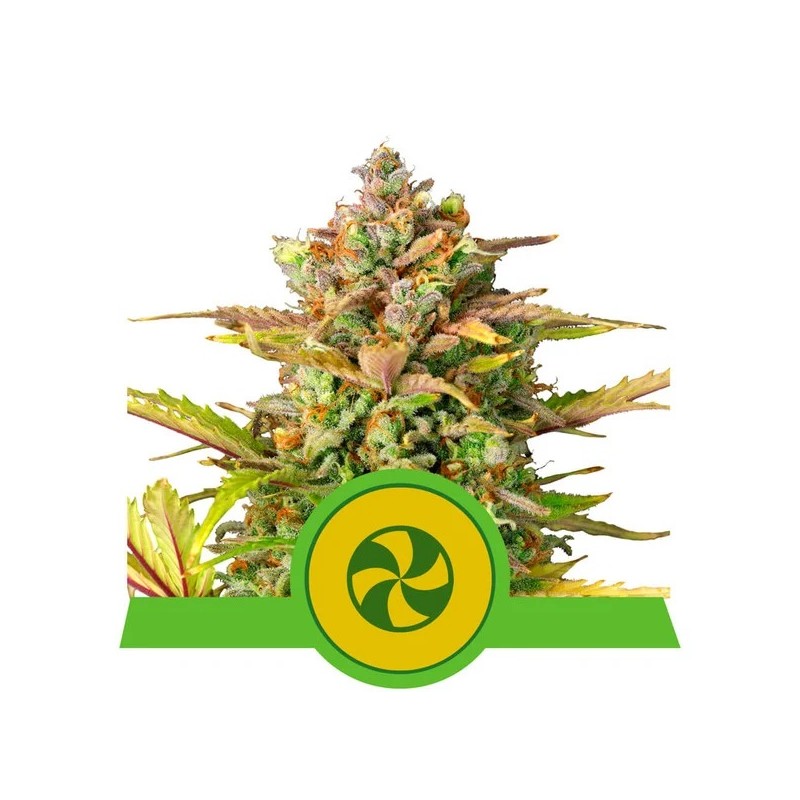SWEET ZZ AUTO · Royal Queen Seeds · semillas de marihuana · AutoFem