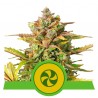 SWEET ZZ AUTO · Royal Queen Seeds · graines de cannabis · AutoFem