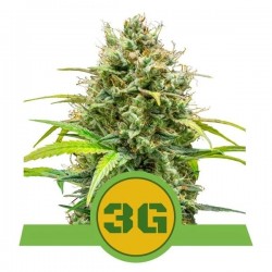 TRIPLE G AUTO · Royal Queen Seeds · sementes de maconha · AutoFem