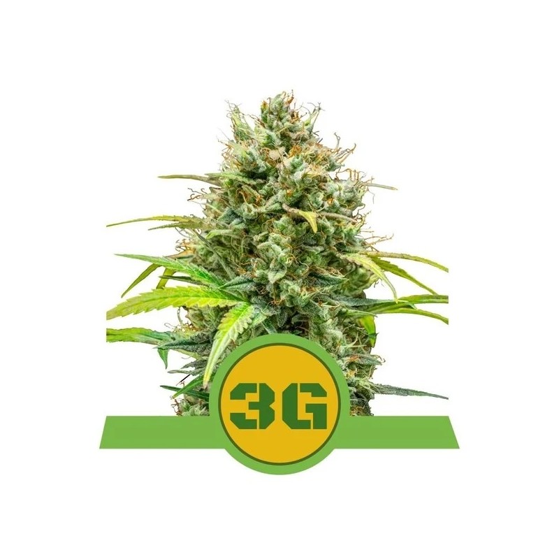 TRIPLE G AUTO · Royal Queen Seeds · graines de cannabis · AutoFem