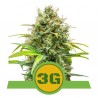 TRIPLE G AUTO · Royal Queen Seeds · sementes de maconha · AutoFem