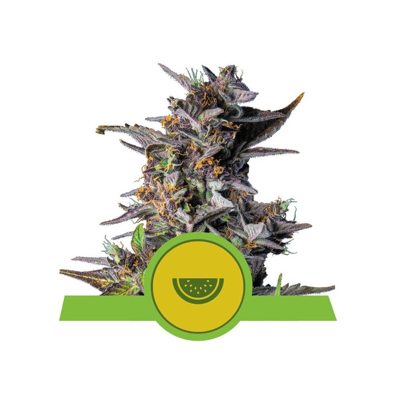 WATERMELON AUTO · Royal Queen Seeds · sementes de maconha · AutoFem