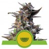 WATERMELON AUTO · Royal Queen Seeds · graines de cannabis · AutoFem