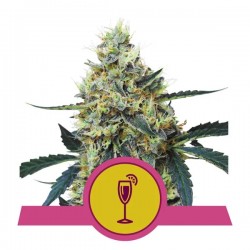 MIMOSA · Royal Queen Seeds...