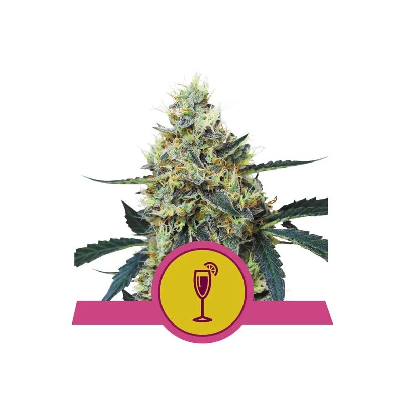 MIMOSA · Royal Queen Seeds · sementes de maconha · Fem