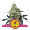 MIMOSA · Royal Queen Seeds · graines de cannabis · Fem