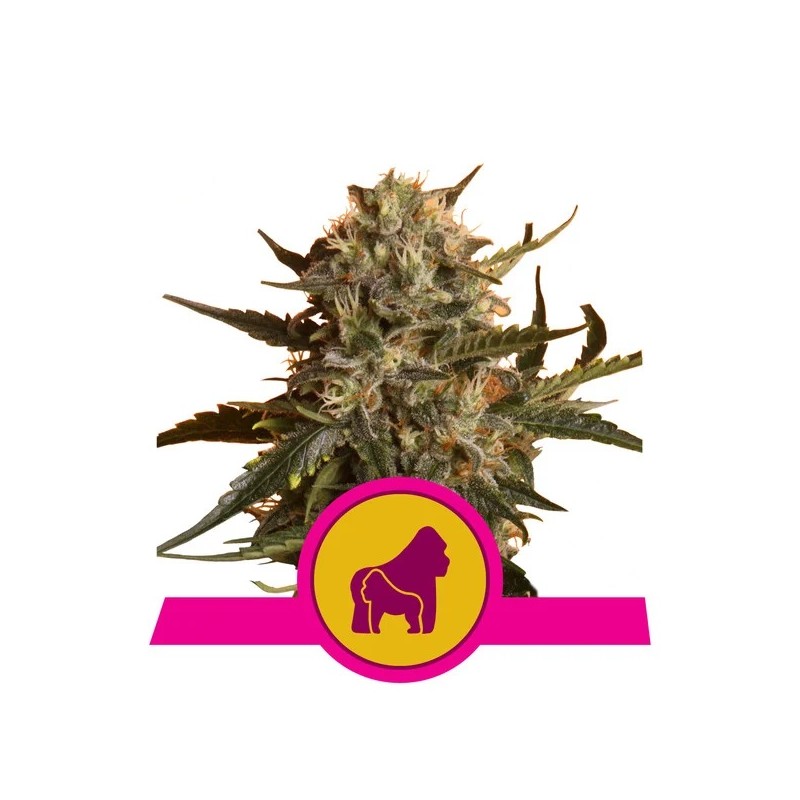 MOTHER GORILLA · Royal Queen Seeds · cannabis seeds · Fem