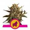 MOTHER GORILLA · Royal Queen Seeds · cannabis samen · Fem