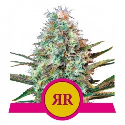 ROYAL RUNTZ · Royal Queen Seeds · graines de cannabis · Fem