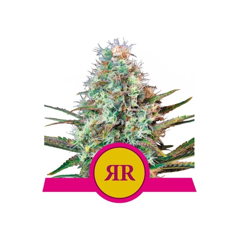ROYAL RUNTZ · Royal Queen Seeds · sementes de maconha · Fem