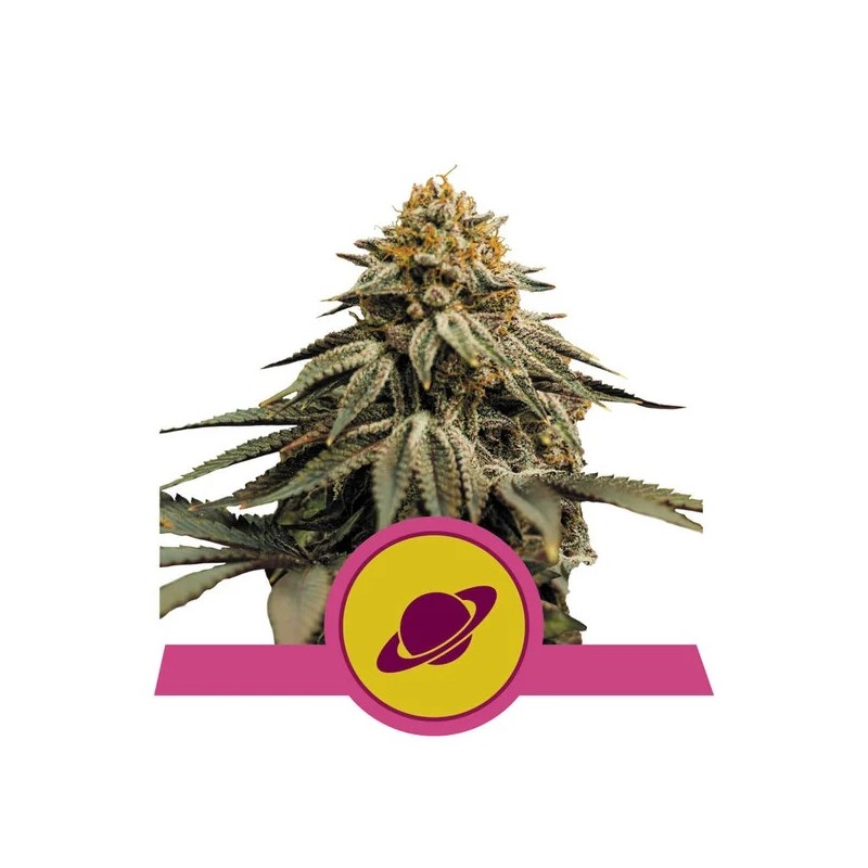 ROYAL SKYWALKER · Royal Queen Seeds · cannabis seeds · Fem