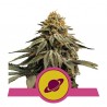 ROYAL SKYWALKER · Royal Queen Seeds · semillas de marihuana · Fem