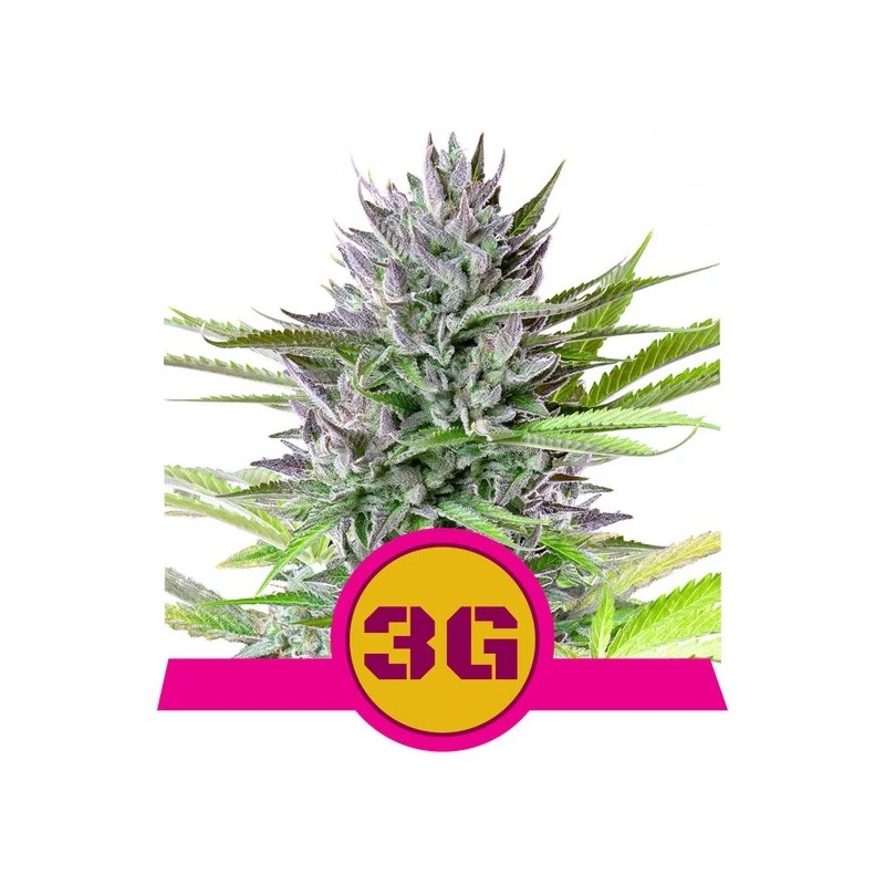 TRIPLE G · Royal Queen Seeds · kenevir tohum · Disi · Fem