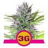TRIPLE G · Royal Queen Seeds · sementes de maconha · Fem