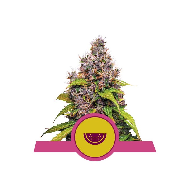 WATERMELON · Royal Queen Seeds · semillas de marihuana · Fem