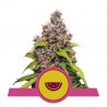 WATERMELON · Royal Queen Seeds · sementes de maconha · Fem